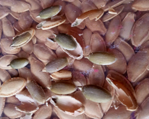 南瓜籽脱壳成套设备 南瓜籽脱壳成套设备